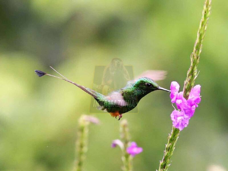 Birding Manu Cloud Forest 4 Days / 3 Nights