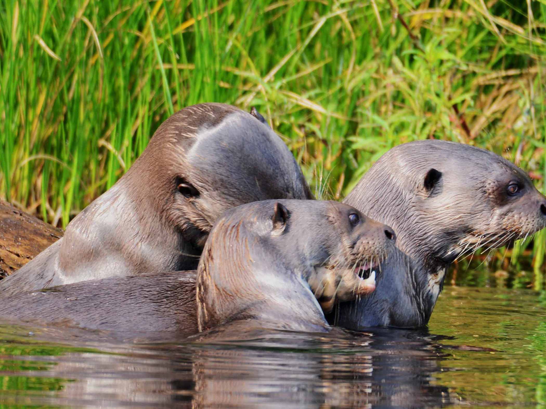 Manu National Park Reserved Zone Expedition 7 Days / 6 Nights