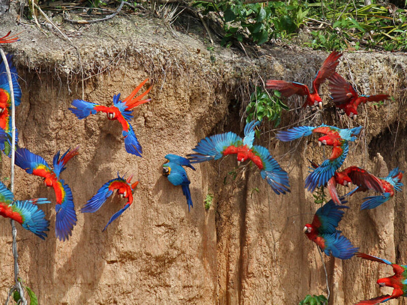 Manu Biosphere Reserve Expedition 7 Days / 6 Nights