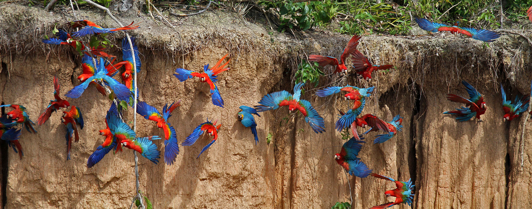 Manu Biosphere Reserve Expedition 7 Days / 6 Nights