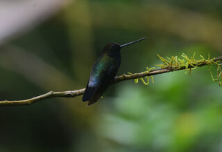 Blue fronted lancebill at INKAMAZONIA GARDEN