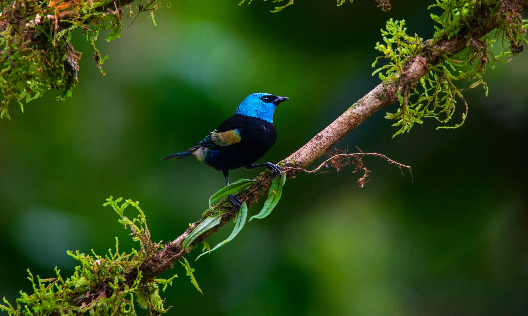 Blue necked tanager birding tours 5 days