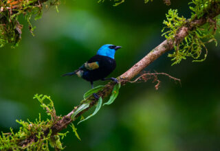 Blue necked tanager birding tours 5 days