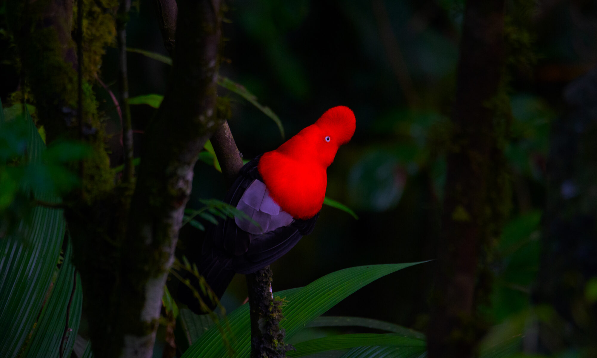 Cock of the rock in clould forest Manu – San Pedro