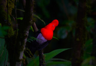 Cock of the rock in clould forest Manu – San Pedro