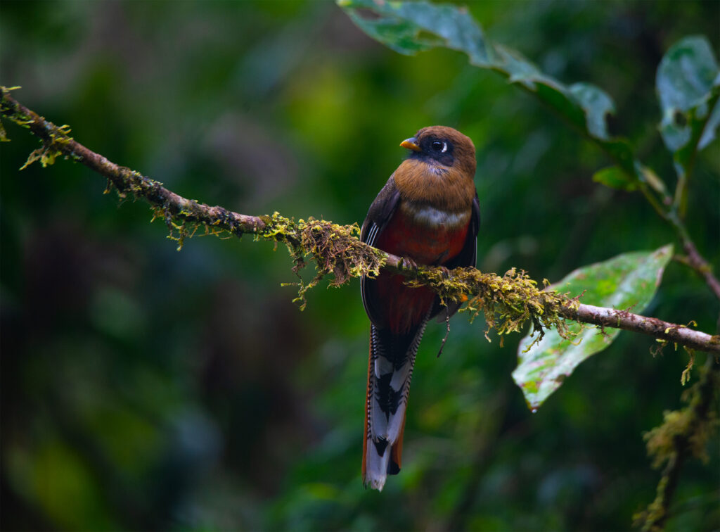 Masked tanager- female