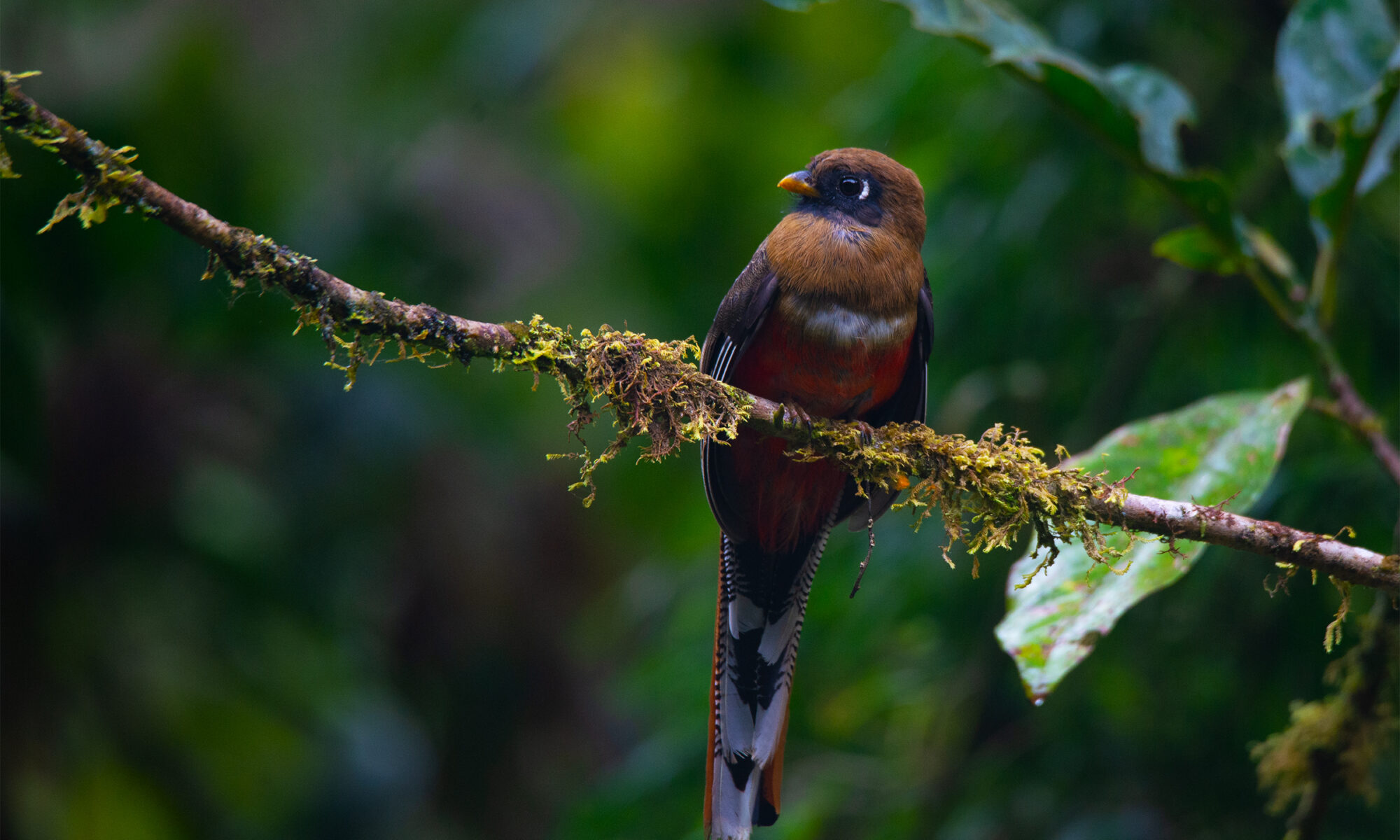 Masked tanager- female