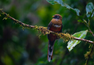 Masked tanager- female