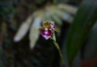 Oncidium fuscatum Orchid
