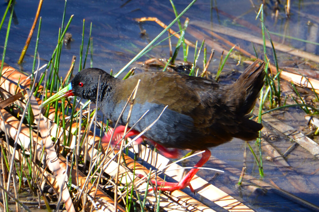 Plumbeous rail- huacarpay lake