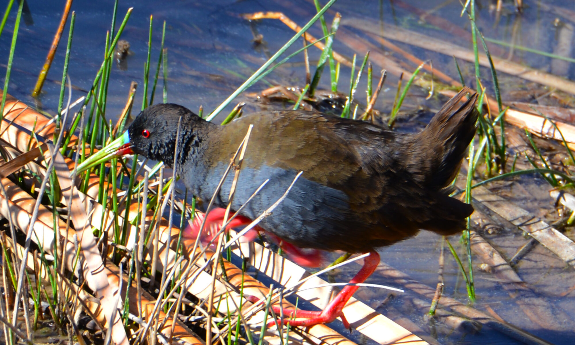 Plumbeous rail- huacarpay lake