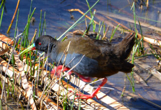 Plumbeous rail- huacarpay lake