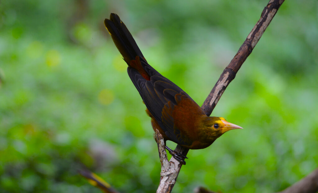Russet backed oropendola manu 3 days
