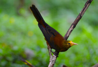 Russet backed oropendola manu 3 days