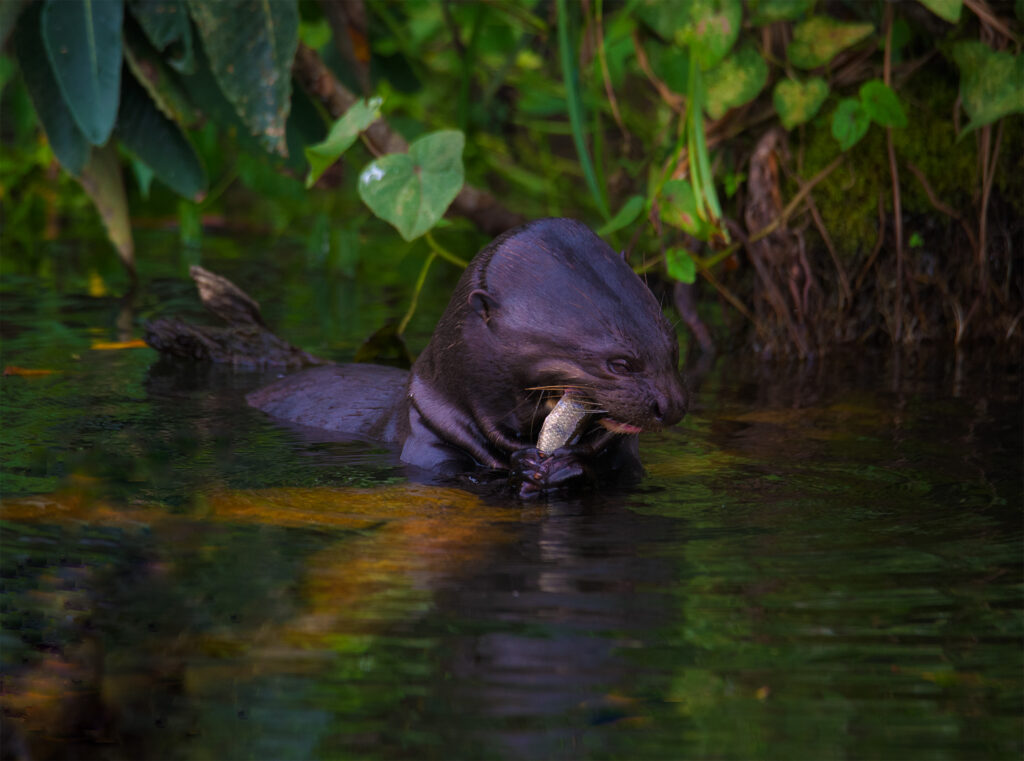 giant river otter eating a fish