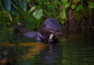 giant river otter eating a fish