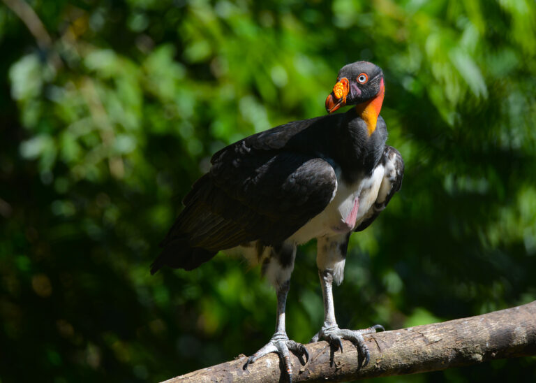 The Jungle After Dark: Secrets of an Amazon Night Walk