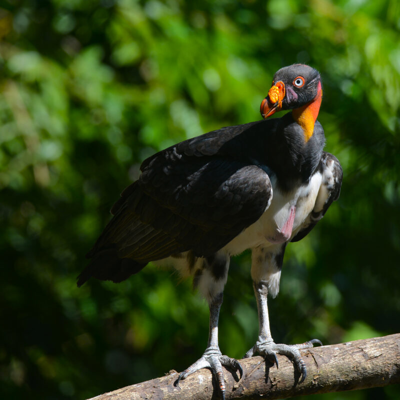 Manu Biosphere Reserve