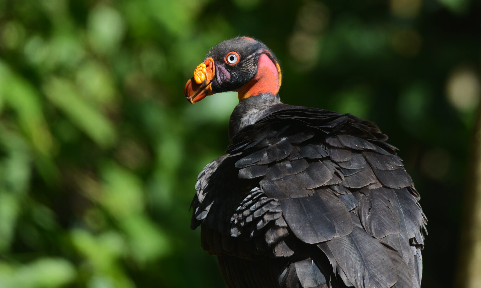 king vulture juvenal 7 days manu national park