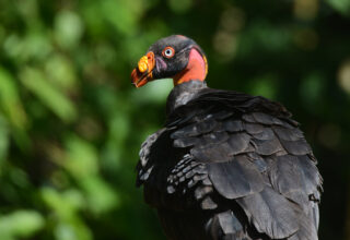 king vulture juvenal 7 days manu national park