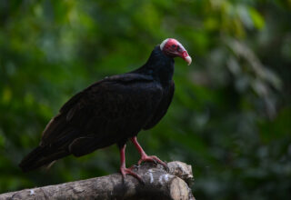 turkey vulture 4 days