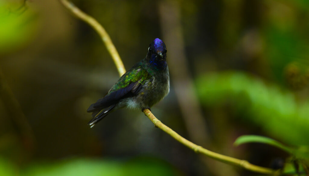 violet headed Hummingbird