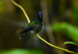 violet headed Hummingbird