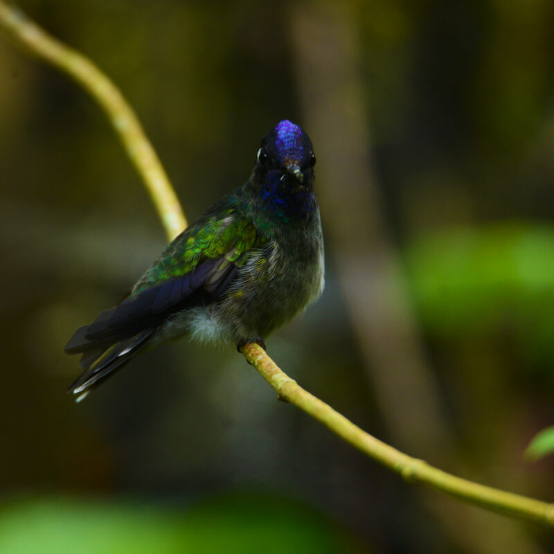 Manu National Park